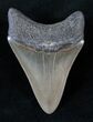 Gorgeous Megalodon Tooth - South Carolina #14112-2